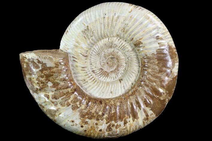 Perisphinctes Ammonite - Jurassic #90464